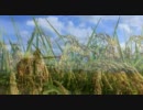 2011 team-ichimura 春夏秋冬 .wmv