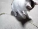 ぬこは本当にぬこじゃらしでじゃれるのか。part1