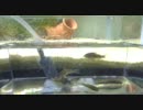 とある魚の水質調整