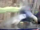 【癒し系動画】すべるセキセイインコ