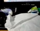 【癒し系動画】紙と格闘するセキセイインコ