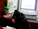 パグたんにニコニコ動画をみせてみた