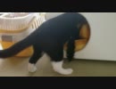 冬に備える猫