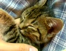 仔猫が寝返りうつだけの動画