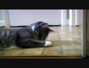 食って遊んで寝る猫の一日