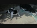 我が家の猫たんと猫じゃらしで遊んでみた...が。(´・ω・｀)
