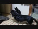 ヒメとソウキ　３