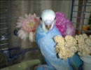青いセキセイインコ写真集