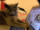 眠いけどネットをするウチの猫