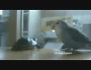 鳥が亀をゴミ箱へポイ