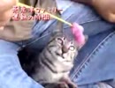けしからん！かわいさの野獣達11【家族と暮らす幸せ】