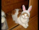 かわいいものぴったん「高画質」