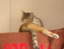 猫のキモチ.mp4