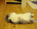 福岡の猫カフェ「猫カフェＣｌａｓｓｉｃ」１０／１２