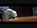 【うこっけい】昼下がりの団欒【おおきくなりました】