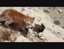 かわいそうな子猫ちゃん　糞母猫のせいでコロコロと転げ落ちる