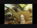 不気味生物特集３
