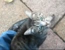 道端で猫に懐かれた