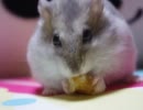 ジャンハム、あやめpart11　君の瞳に映りたい