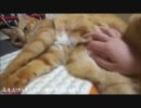 ネコさんのお腹を揉みしだいてみる