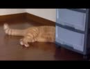 うち猫が遊んでるだけ