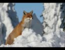 【ミク】私は悲しい【ダルゴムィシスキー】