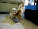 子犬がぬこにちょっかいだすけど返り討ちに合い後悔