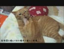 ネコさんが場所の取り合いをしていたので生温かく見守った
