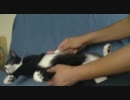 猫の成長【もぐもぐ編２】
