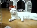 ハクたん