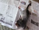 新聞を読ませない猫