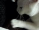 猫丸さん毛布もみもみ