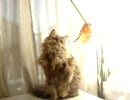 獅子の日々20071122～ネコじゃらしで遊ぼう～