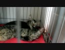 保護猫チャコくんと先住シマさん