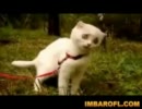 ♥ ファニー ♥ キャッツ ♥ コンピレーション ♥