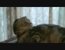 何か来たかにゃ？ （HD）