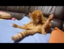 うち猫が可愛すぎてつらいp7