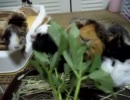 あしたばを食べるモルモットたち