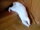 だらしない猫