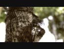 【初音ミク】飛べるよきっとたぶんそっと【キョーヘイ】