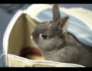 【みみお動画】成長を自覚できないの巻