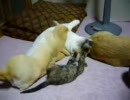 ねこパンチで犬ノックアウト！？