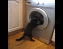 洗濯機の動きに合わせてカリカリする黒猫がかわいおもしろい