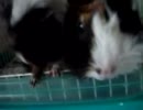 モルモット動画.