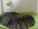 はじめての猫飼い024 ～定員オーバー～