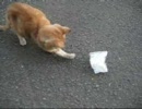 仔猫