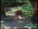 棒をくわえた犬が前に進めなくて悩む