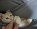 あまがみする子猫チャイと耐える飼い主