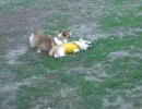 dogrun