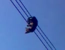 電線の上の猫